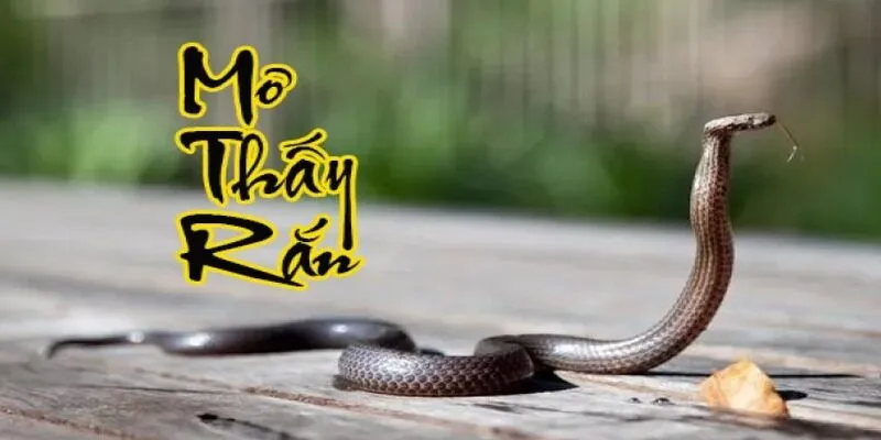 Nằm mơ thấy rắn